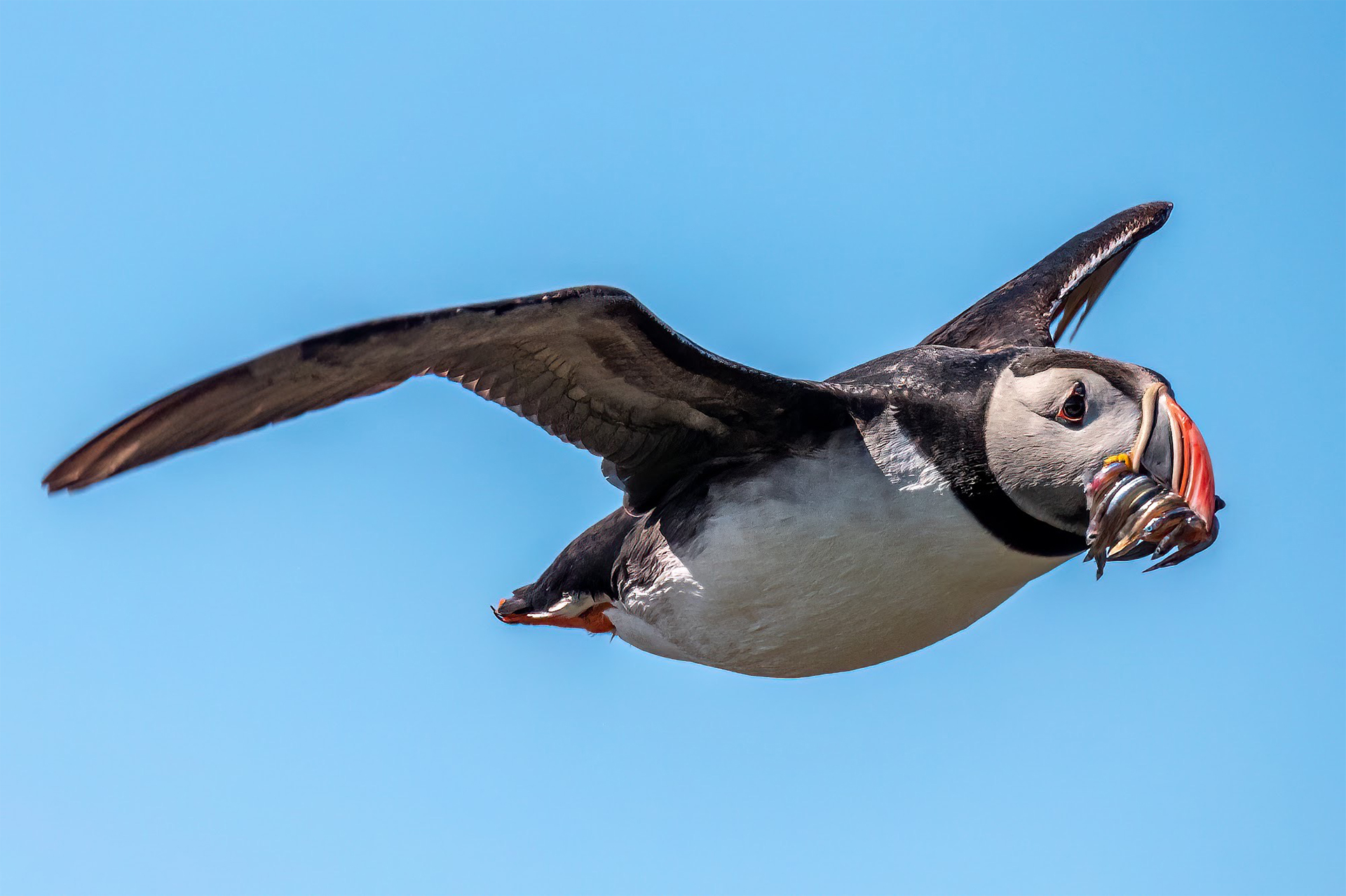 Atlantic puffins have rough and raspy tongues that hold fish in place as they open their mouths to catch more. The record is 62 fish, but the most I've seen is around 15. Upon closer inspection, this puffin has between 11 and 14 fish. Not bad!