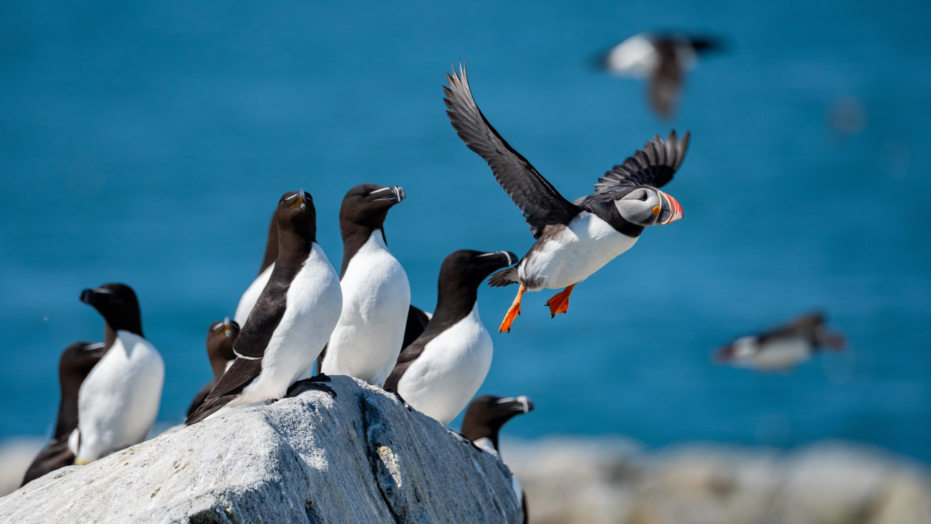Razorbills and puffins, Iceland