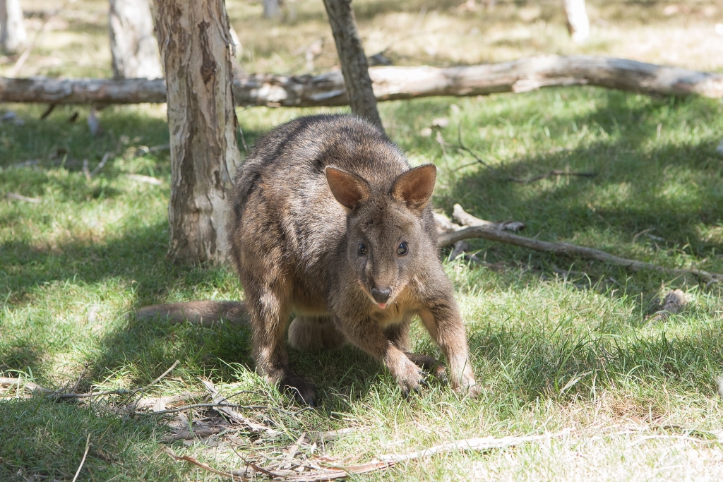 A pademelon in Southern Australia. 