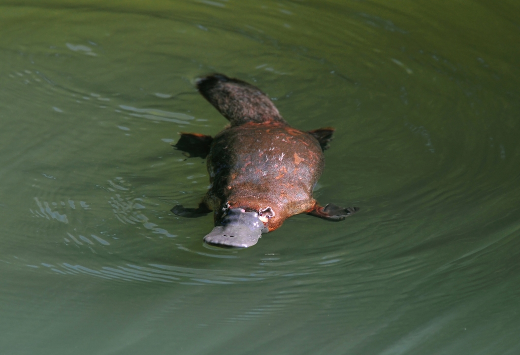 A platypus on a Southern Australia nature tour. 