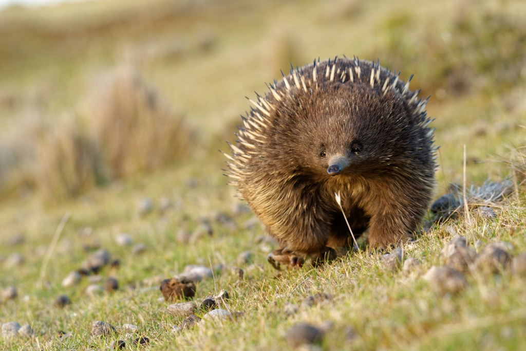 An echidna in the Australian outback.