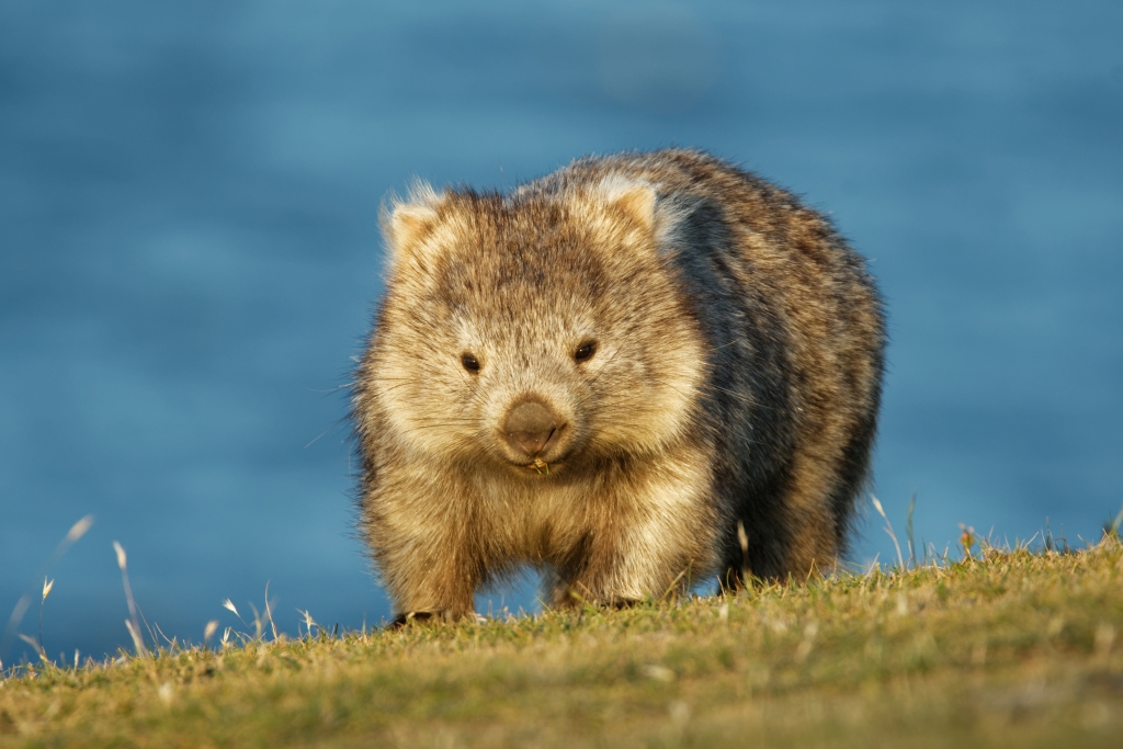 A wombat walks along the coast of Australia.
