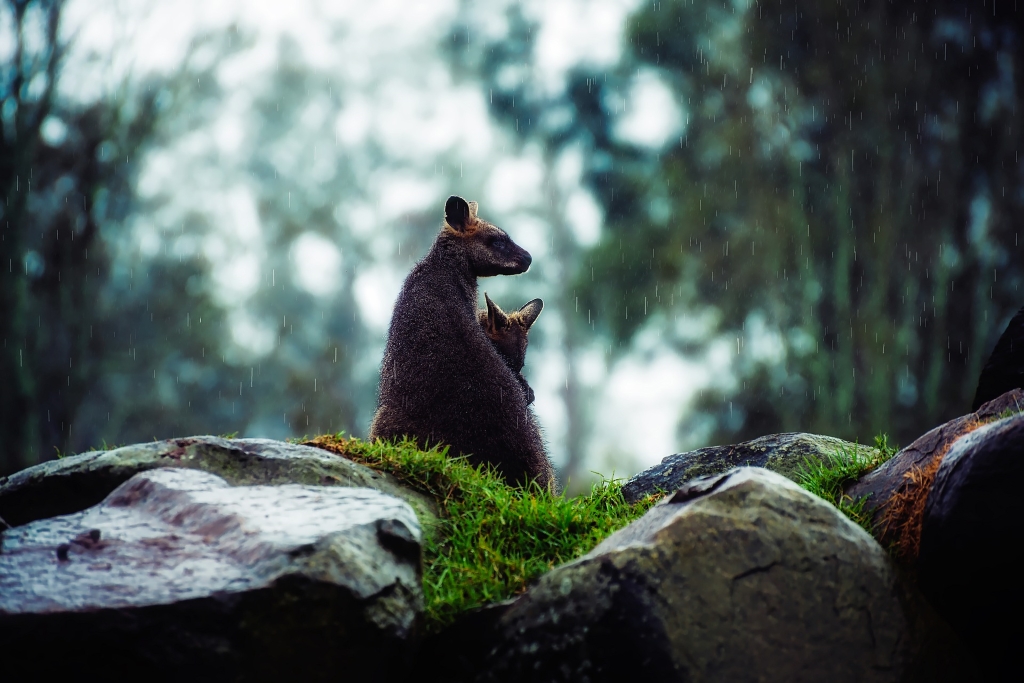 A wallaby and baby in the rain in Southern Australia.