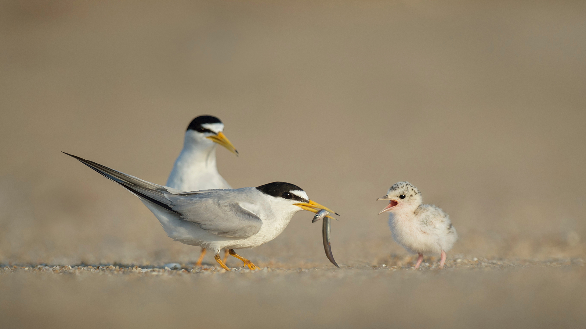 Least tern parents feeding their chick.