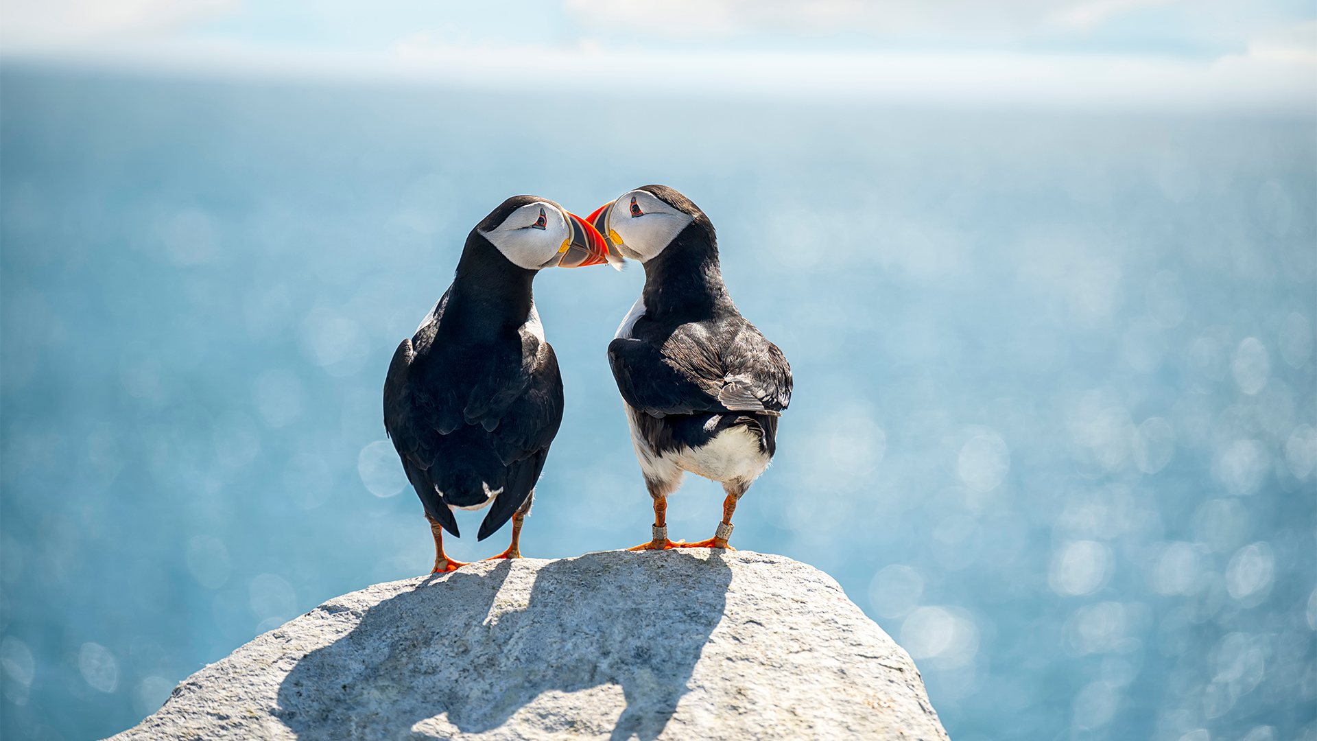 two puffins, puffin couple