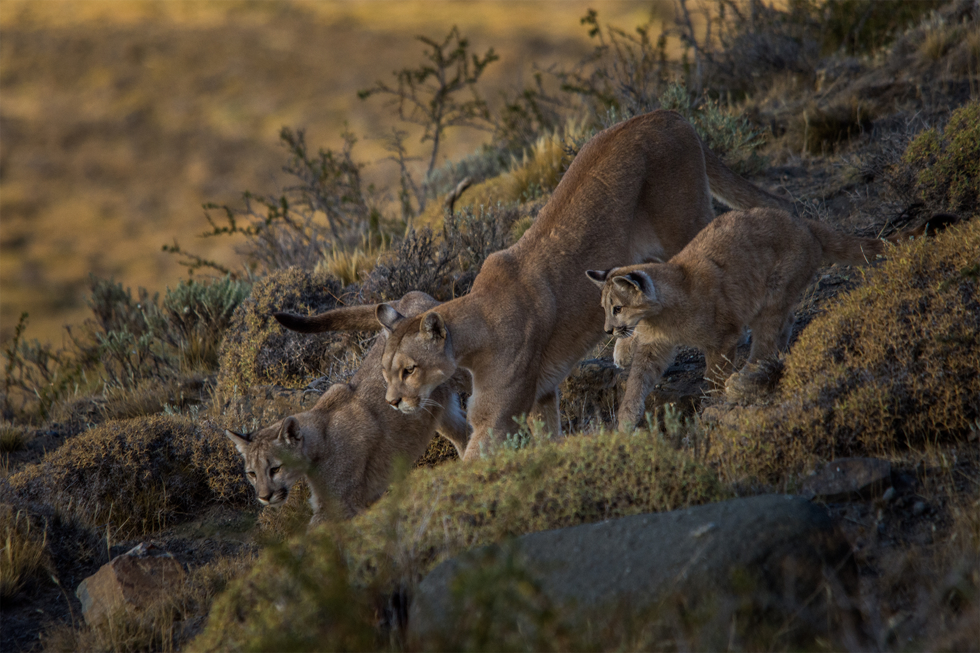 prowling pumas in Patagonia, mother and cubs