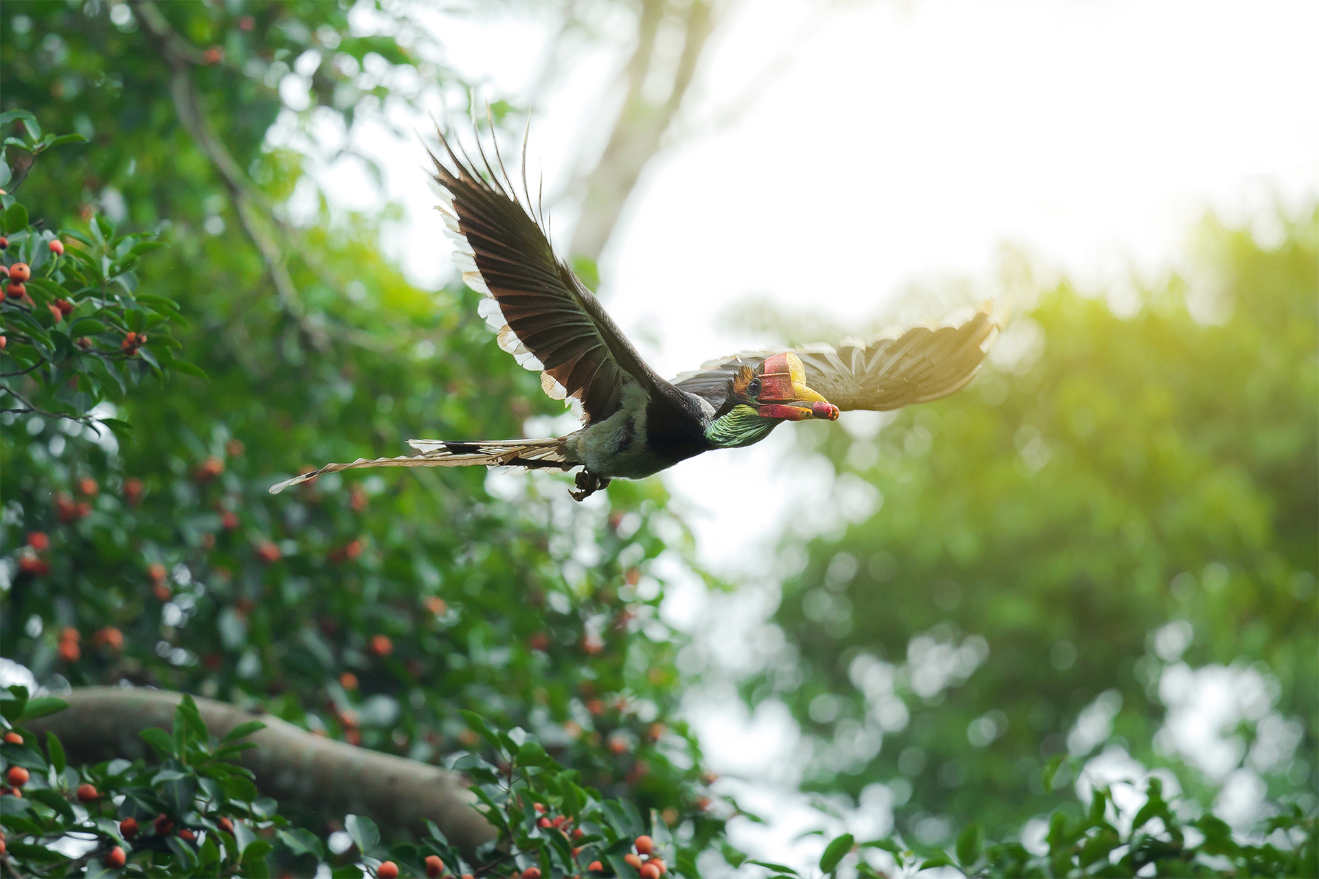 The helmeted hornbill is a peculiar looking and very rare bird that is killed for its incredibly valuable 'red ivory' in Southeast Asia. The bird, which is now critically endangered due to poaching