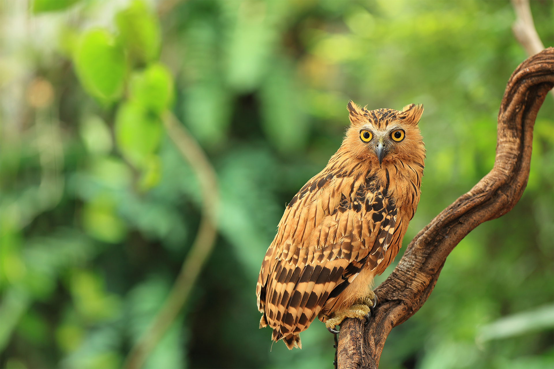 Buffy fish owl Borneo golden yellow eyes