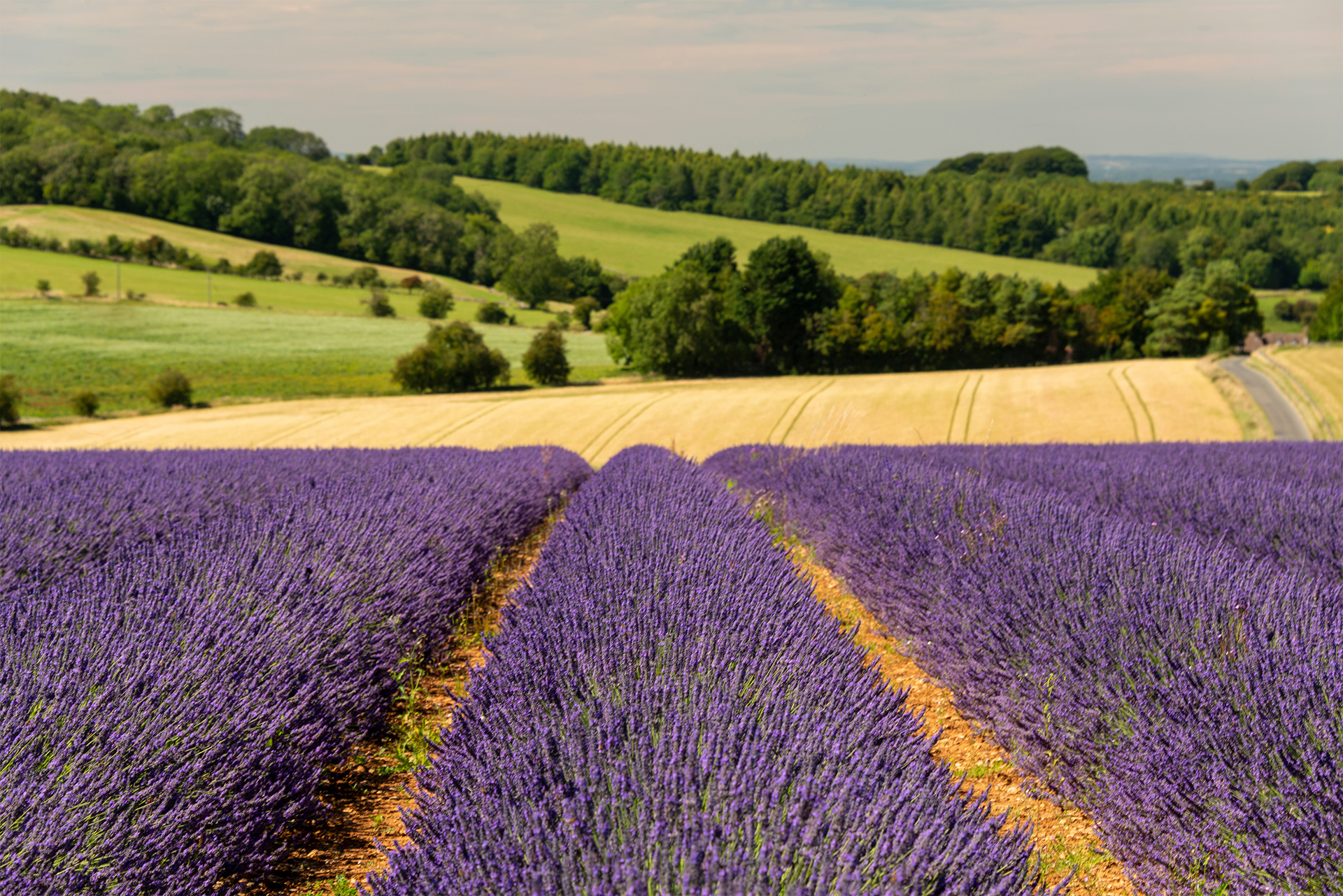 Lavender fields at Snowshill, Cotswolds Gloucestershire England