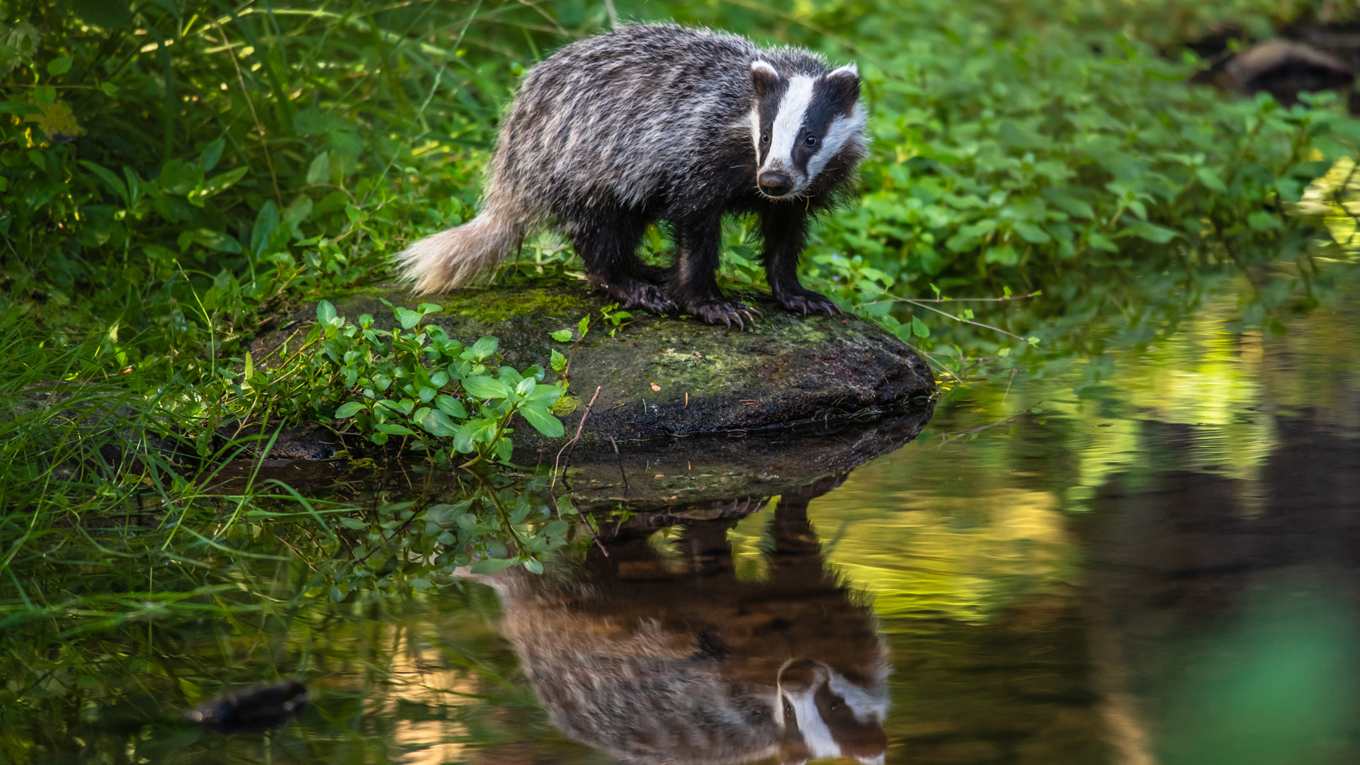 Badger in forest, animal in nature habitat, Germany, Europe. Wild Badger, Meles meles, animal in the wood. Mammal in environment, rainy day.