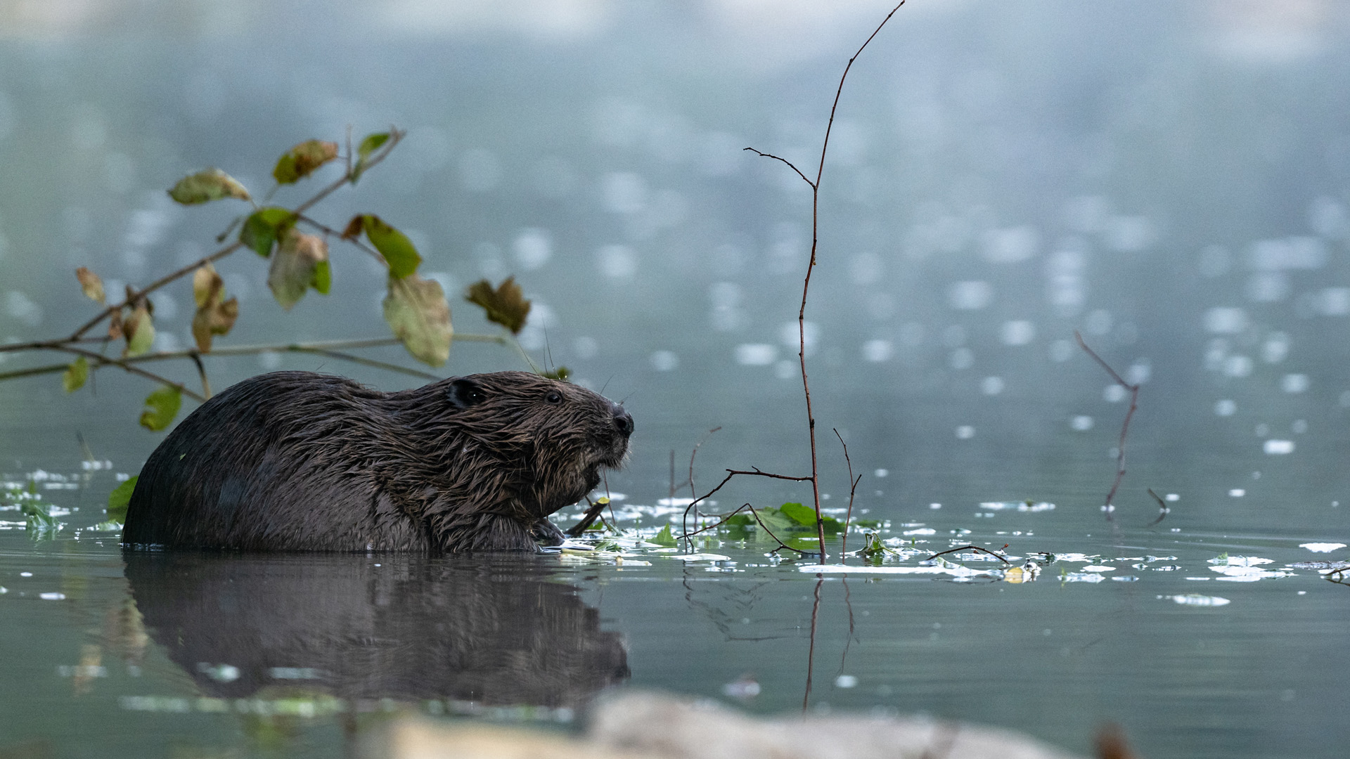 Eurasian beaver (Castor fiber), Carpathians, Bieszczady, Poland.