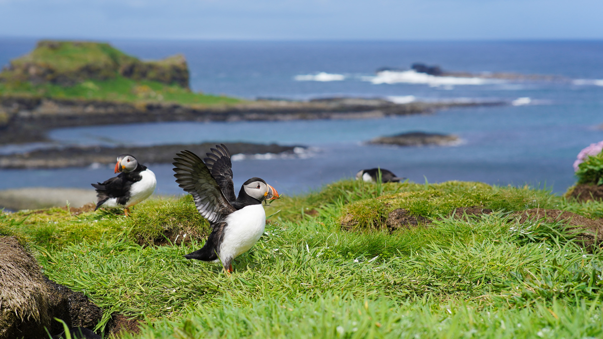 Atlantic puffin on the isle of Lunga in Scotland. The puffins br