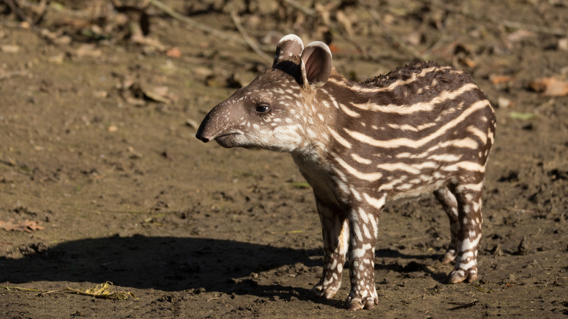 small stripped baby of the endangered South American tapir (Tapirus terrestris)